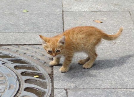 stray-kitten